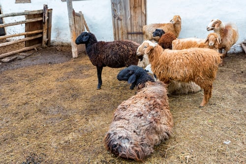 Preview: Flock of sheep rest in cattle pen at farm