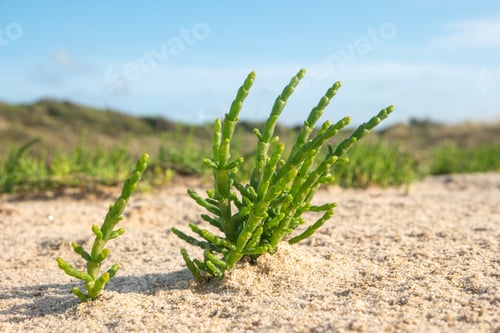 Preview: Green samphire or salicornia plants