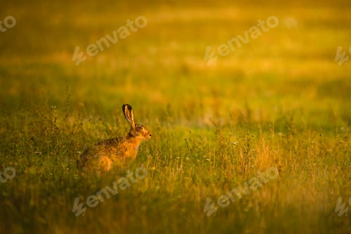 Preview: European hare on a meadow