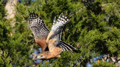Preview: Red-shouldered hawk soaring through greenery.