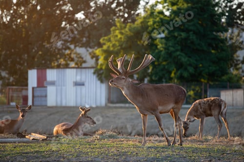 Preview: Deer in captivity, looking from behind the fence