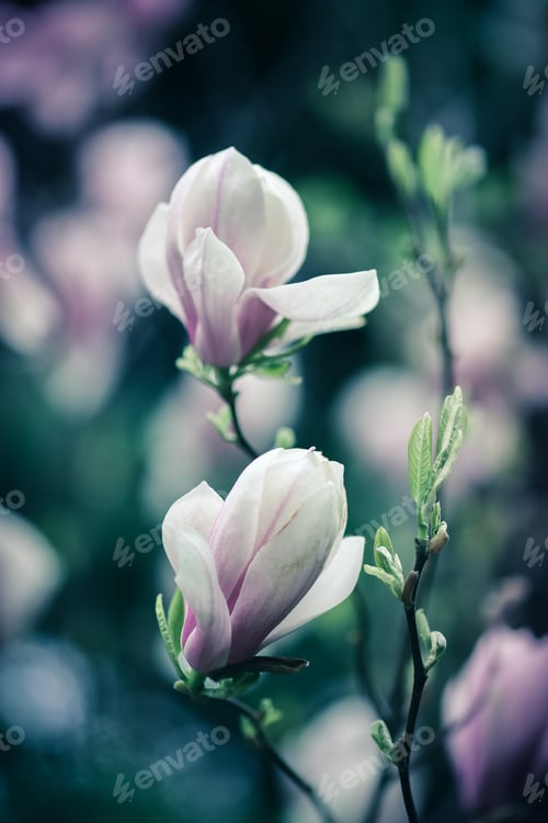 Preview: Beautiful close up magnolia flowers. Blooming magnolia tree in the spring. Selective focus