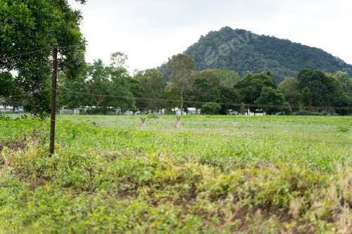 Preview: wallabies in the nature