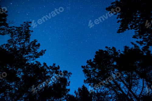 Preview: The bright starry sky in the night forest