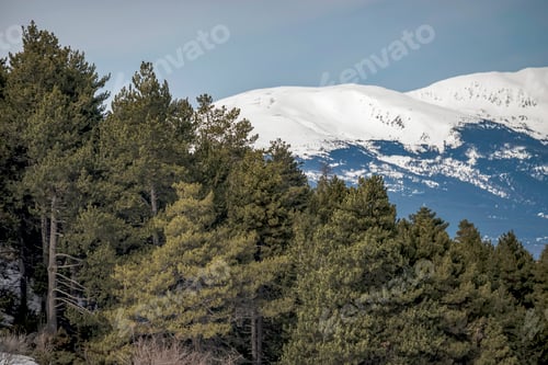 Preview: Trees in the foreground and view of snow-capped mountains in the background