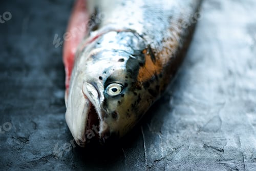 Preview: Fresh salmon fish dark black concrete background prepared for filing. Copy space, top view