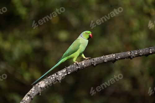 Preview: Green parrot perched on a tree branch