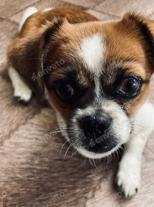 Preview: Pet life in the photo