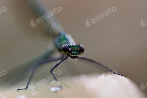 Preview: dragonfly