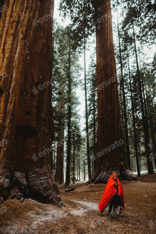 Preview: Young male hiker wrapped in red sleeping bag in forest, Sequoia National Park, California, USA