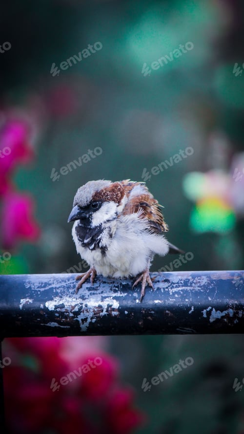 Preview: a little bird standing on a metal rail with pink flowers in the background