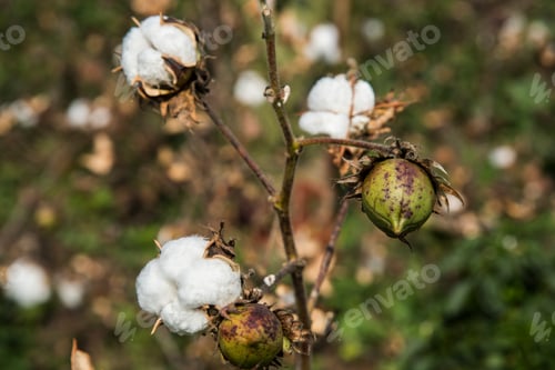 Preview: Closed up cotton blossom ready for harvesting,cotton tree