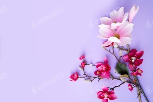 Preview: Blossoming pink magnolia tree Flowers