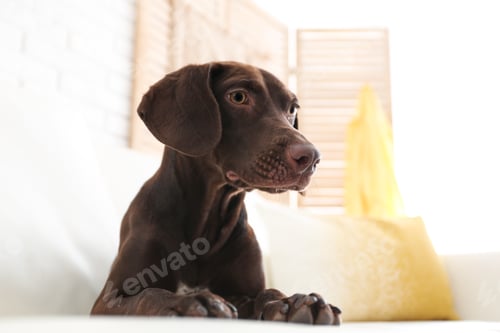 Preview: Beautiful brown German Shorthaired Pointer dog on sofa