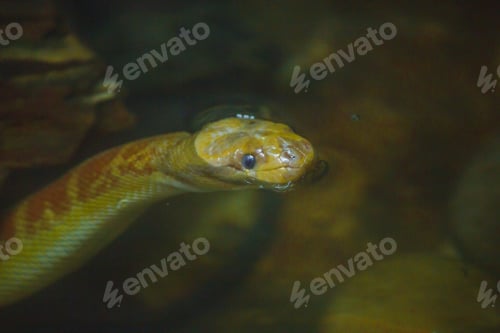 Preview: Homalopsis buccata (puff-faced water snake ) in water
