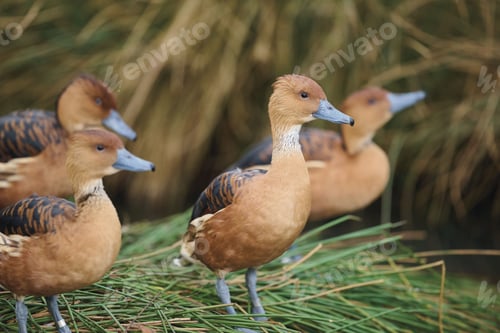 Preview: Close-up of a group of brown Fulvous Whistling Ducks with a blurred grass background at WWT London.