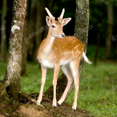 Preview: deer