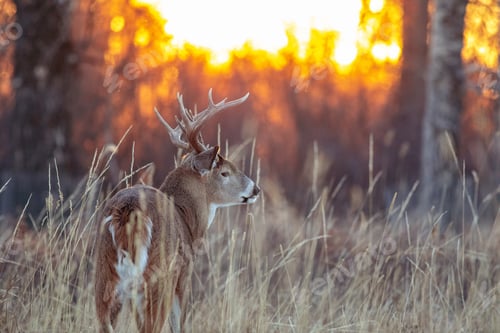 Preview: White-tailed deer, Odocoileus virginianus, also known as the whitetail or Virginia deer.