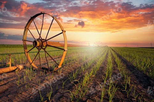 Preview: Agricultural irrigation system watering corn field on sunny summer day