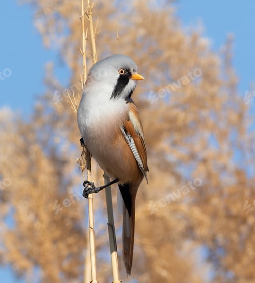Preview: Bearded reedling, Panurus biarmicus. A bird sits in the reeds near the river