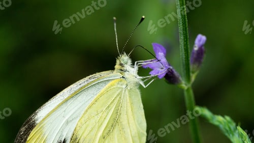 Preview: Butterfly closeup