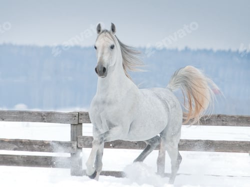Preview: arabian, horse, mare, stallion, riding