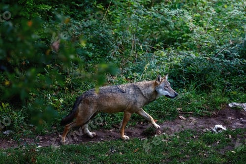 Preview: Lone wolf in the woods. Male specimen of the dominant alpha wolf.