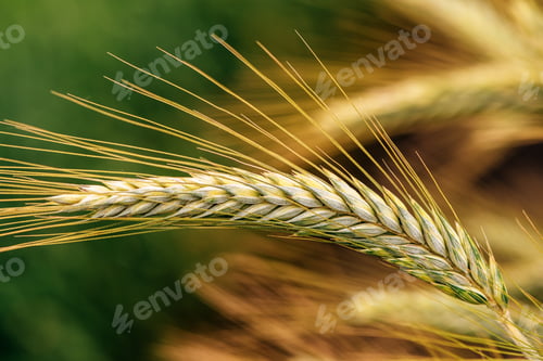 Preview: Rye ears in field, cereal crops ripening in cultivated plantation