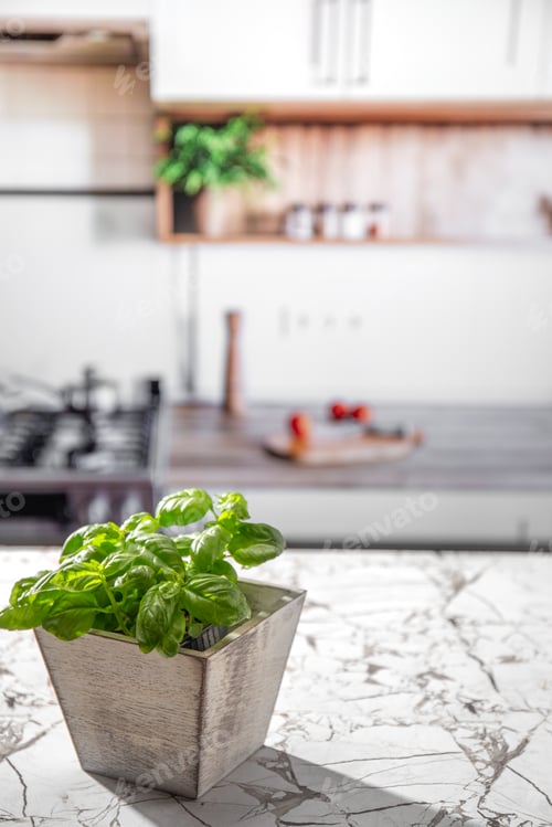 Preview: Basil on kitchen table, with kitcken blur on background