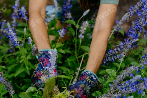 Preview: Woman in gardening gloves and boots weeds plants in her garden.