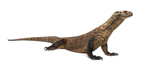 Preview: Komodo Dragon, isolated on white