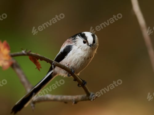 Preview: Long-tailed tit (Aegithalos caudatus)