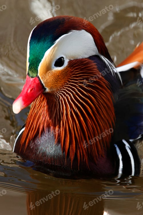 Preview: Mandarin Duck