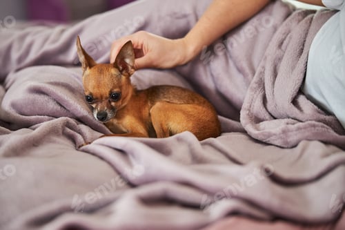 Preview: Lady scratching a dog behind the ear