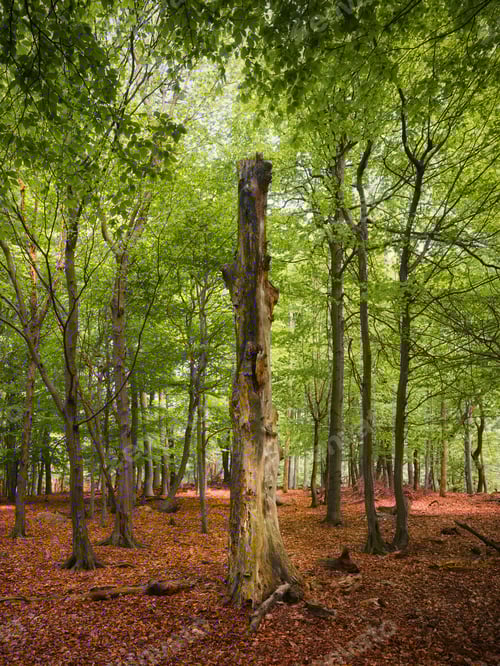 Preview: Dry tree trunk in the forest and fallen leaves during the day