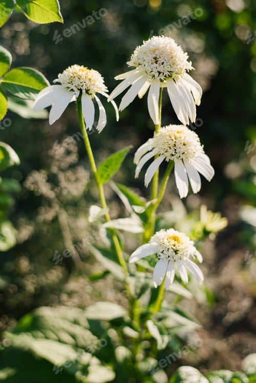 Preview: White flowers terry Echinacea Meringue in garden