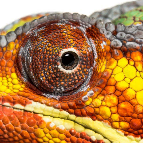 Preview: Panther chameleon, Furcifer pardalis looking at camera against white background