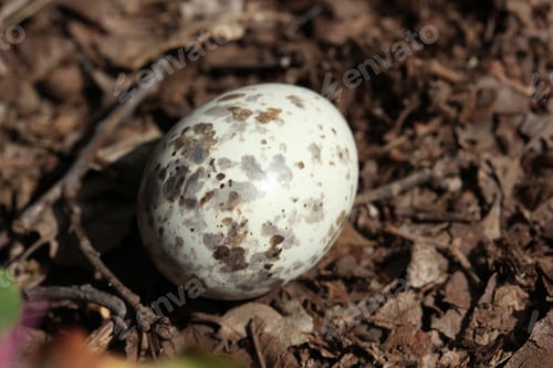 Preview: Abandoned speckled egg. Wild life.