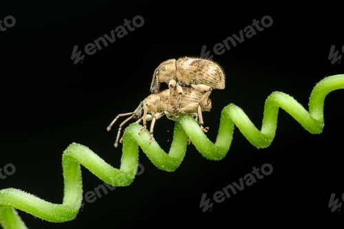 Preview: mating session of beetles