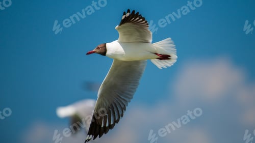 Preview: Brown-headed Gull in flight close-up shot.
