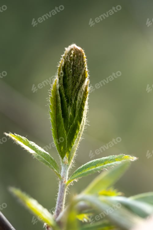 Preview: A branch with young leaves in natural conditions in spring.