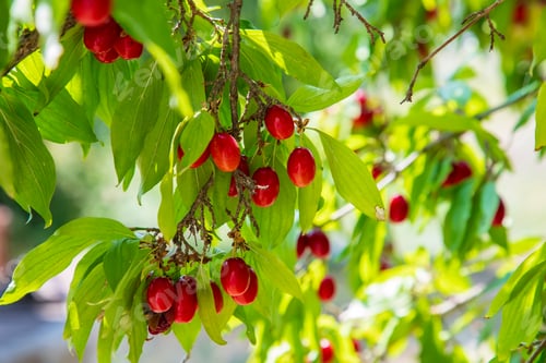 Preview: Cornus mas, European cornel or Cornelian cherry dogwood plant with ripe red berries.