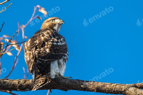 Preview: Red Tailed Hawk perched on a branch