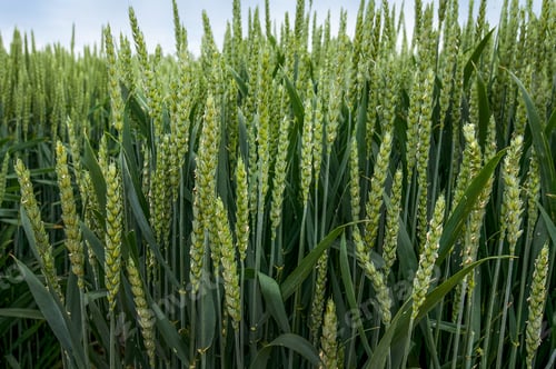 Preview: A close-up of green wheat spikelets during the active growth