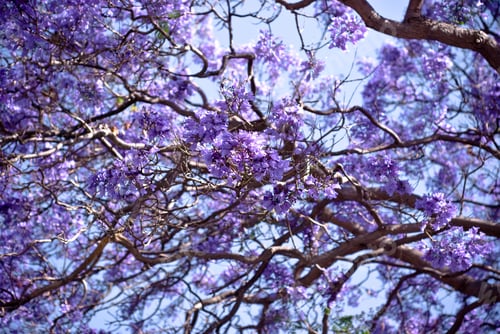 Preview: Closeup of Blue Jacaranda tree blooming in sunlight