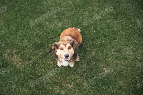 Preview: Cute dog sitting in the grass in the yard.