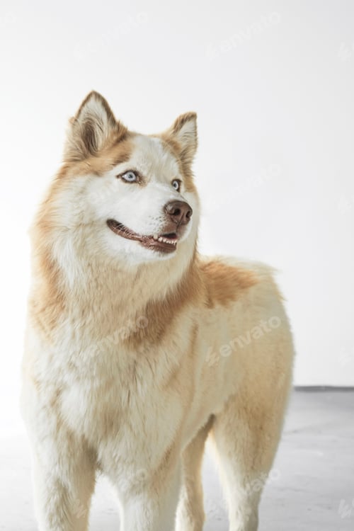 Preview: Siberian Husky with beautiful blue eyes.