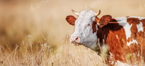 Preview: Cow grazing on a summer field
