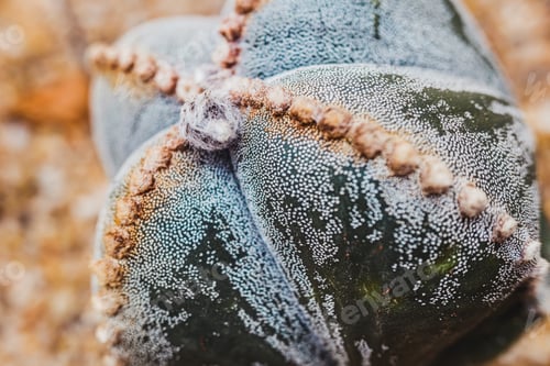 Preview: Detail of the strange cactus Astrophytum myriostigma planted in a garden.