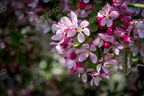 Preview: Pink Blossoms Blooming on a Sunny Day